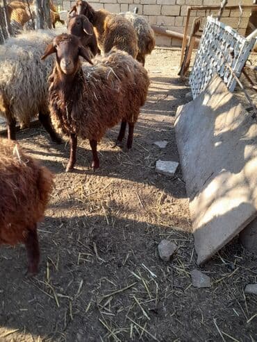 qoyun quyrugu: Qoyun sürüsü – yerli qaragül/qəhvəyi rəngli xallı uzun yununlu — 1