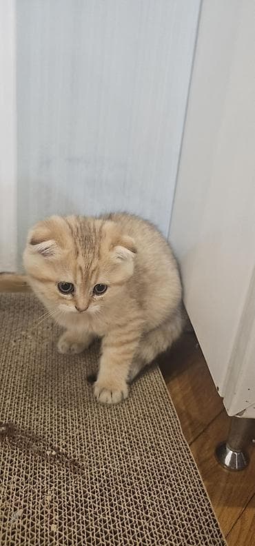 golden sinsilla: Şotland yastı qulaq — 2