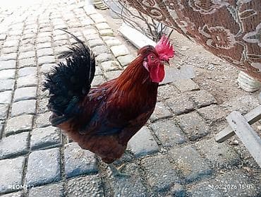 Heyvanlar üçün mallar: Xoruz, il: 1, Ödənişli çatdırılma — 1