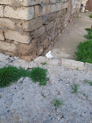 Kövən baladır enni quyruqdur