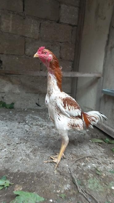 Aseel tipli xoruz 8 aylıqdı təmiz Qandı hələ banlamaxa başlamayıb — 7