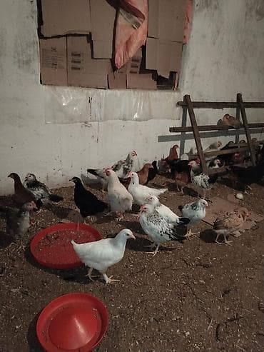 Dənəsi 10 AZN - Məhsul: Yumurta və ət istiqamətli qarışıq cins