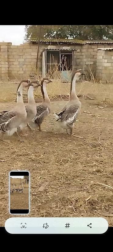 qazlar: Satılır: 15 yumurtasi Afrikan qazi qara dimdik - Uzun, incə boyunlu — 3