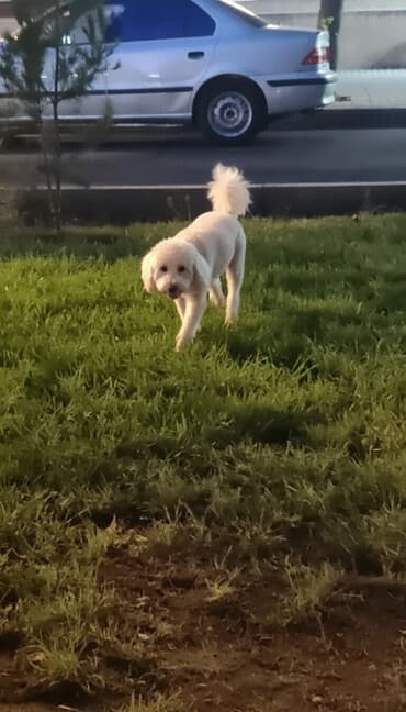 Pudel, 8 il, Erkek, Cütləşmə üçün lalafo.az -da Pudel, 8 il, Erkek, Cütləşmə üçün