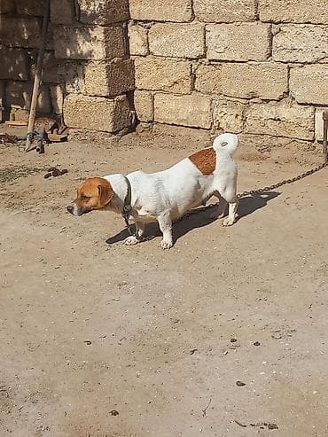 it sahiblendirme: Cek rassel teryer, 2 il, Dişi — 2