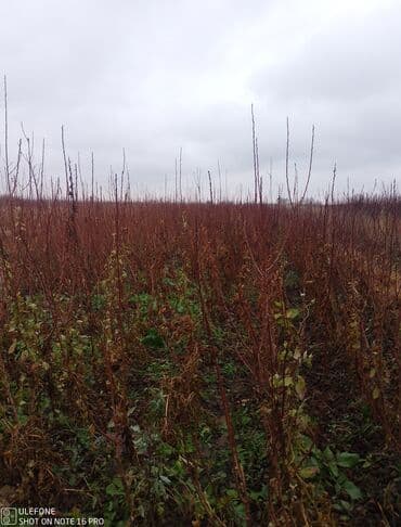 zeytun satilir: Sağlam meyvə tinglərin satişi çatdırılma pulsuz — 2