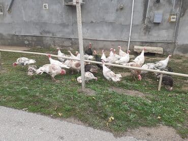 qus tutulma: Salam Hinduşkalar diri çəkisi --- erkəklər 12 manat, Dişilər 15 manat — 8