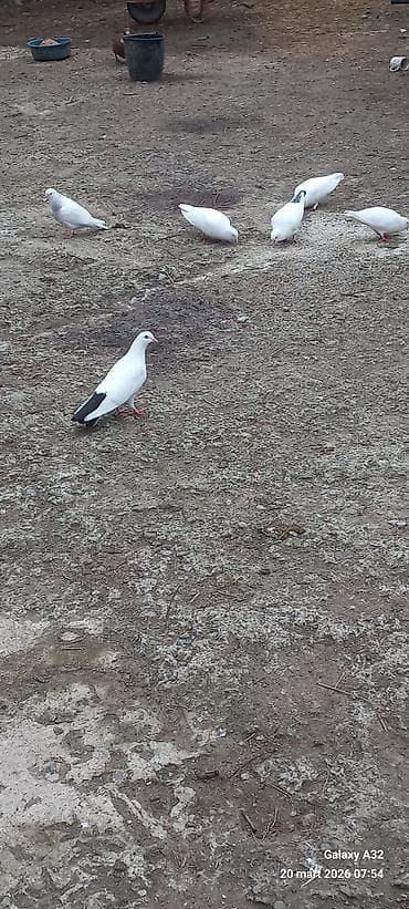 goyərcin satılır: Salam.Tam sağlamsuper uçuşları olan ağ və qara quyruq,bozla ağın — 3