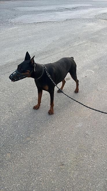 balaca it adlari: Doberman — 4