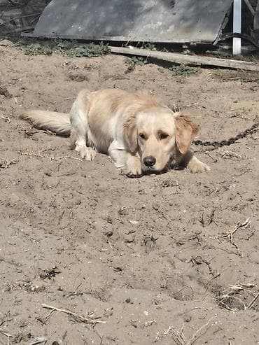 Digər heyvanlar: Retriever — 3