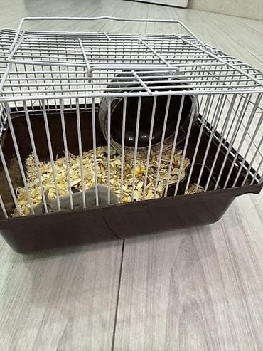 heyvan evleri: Xomyak və kletkası satılır. Yeməyi və opila hədiyə Продается хомяк — 3