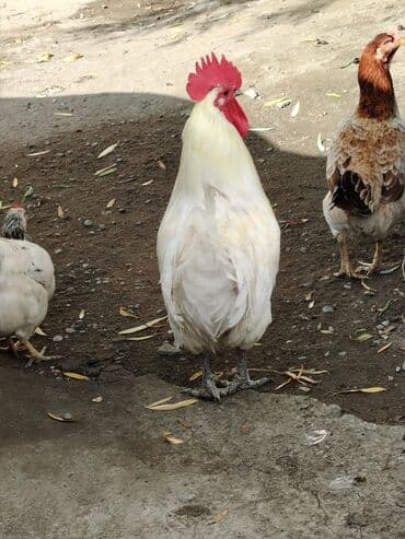 həyət qazı: Ağ rəngli avstrolop xoruz - Rəng: krem-ağ tüklər, iri qırmızı daraq — 7