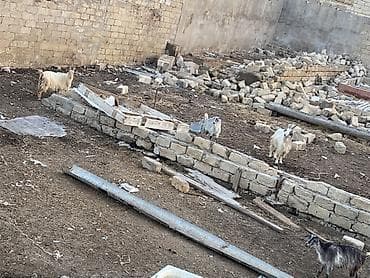 bala at: Satılır – yerli cins keçilər sürüsü - Şəkillərdə olan tam sürü — 4
