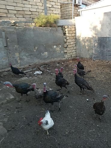 Мясо птицы: Diwi untuwqa var diwler yumurtlayir erkekde var untuwqa 60 manat — 1
