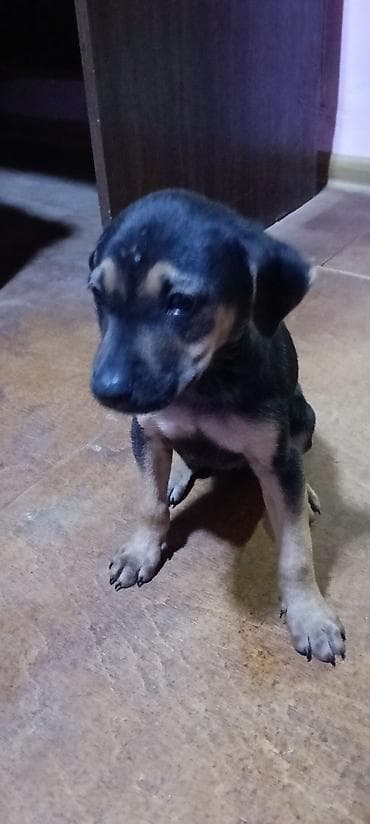 dog karalevski: Zvonok, 3 ay — 3
