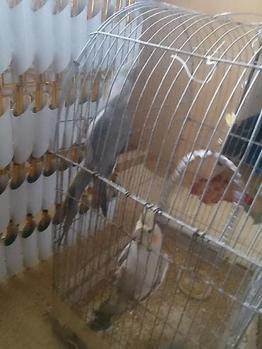 попугай корелла: Ikim dənə papuqay (dişi) (erkək) cütü qəfəsidə üzərində - Növ: Nimfa — 4