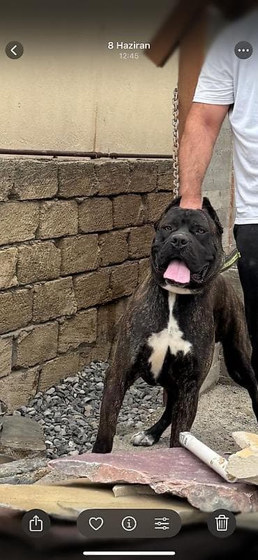 balaca cucə: Kane-Korso, Erkek — 2