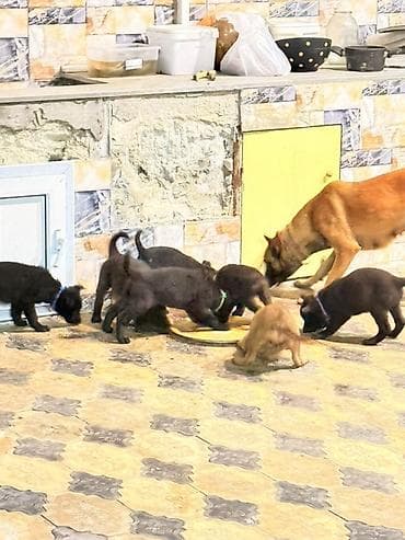 Belçika çoban iti, 1 ay, Erkek, Peyvəndli, Pulsuz çatdırılma