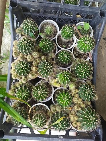 bitki: Mini kaktus kolleksiyası – Echinopsis/Parodia tipli şar formalı — 2