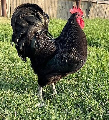 suda yaşayan heyvanlar: Toyuq, Australorp, Damazlıq — 5