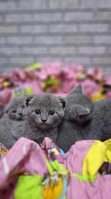 pişik cantası: Britan — 3