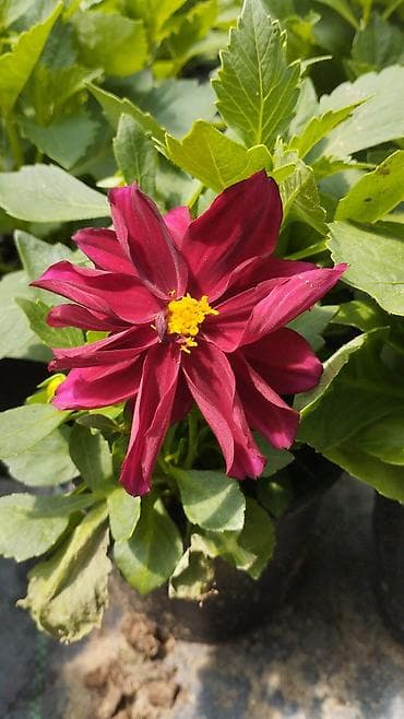 Məhsul: Dahlia (gecəgülü) dekorativ çiçək və peşəkar bağ abadlıq