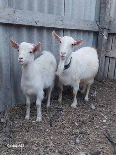 ucuz goyercinler: Bu elanda iki ağ rəngli keçi təqdim olunur. Keçilərdən biri yetkin — 2