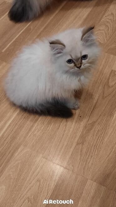 Şinşilla, Erkək, Yaxşı əllərə, Ünvandan götürmə