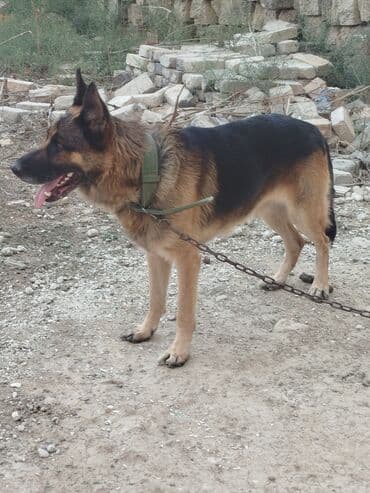 it darağı: Alman çoban iti, 2 il, Erkek, Peyvəndli — 5