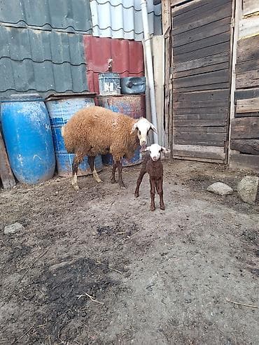 cins pisik satisi: Əbirəş Qala Birci qarına toxlu bu gün doğub — 1