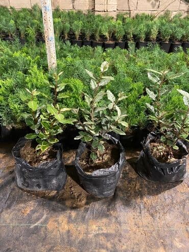 gül toxumları satışı: Dekorativ çöl bitkilərinin satışı və Sifarişlə yetişdirilməsi.Satış — 27