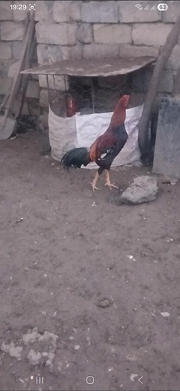 Yemlər: Heyratı beçə satılır təzə təzə aylır viddi hündür beçədi. - Növ — 2