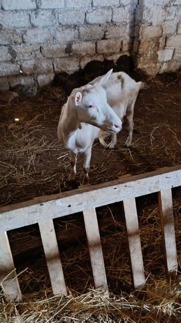 cins ineklerin qiymeti: Məhsul: Keçilər satılır boğaz keçilər sudlü heyvanlardı Qiymət: 400 — 3