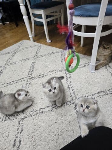 Şotland, Ünvandan götürmə — 2