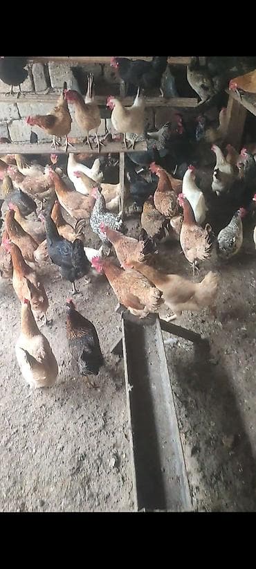 Tam təbii Kənd toyuqlari 11 aylıqdir Yumurtuyilllar Təsvir: - Həyət