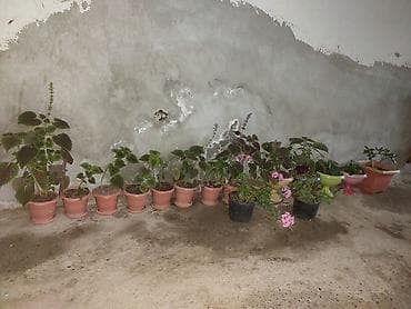 yeni rakı: Guller satilir munasib qiymete. sumqayita saraya masazira catdirilma — 1