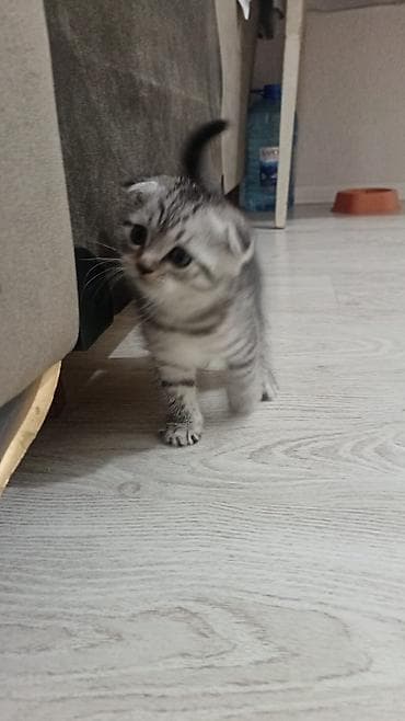 pitbul bala: Boz rəngli balaca pişik balası - Növ: ev pişiyi (qısa tüklü) - Rəng — 6