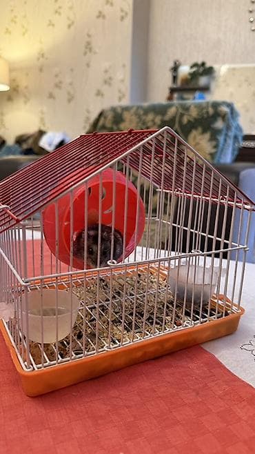 Hamster qəfəsi və aksesuar dəsti - Kompakt metal qəfəs: ağ rəngli — 1