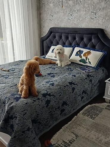 islenmis mebel alanlar: 2 təknəfərlik çarpayı, Dolab, Komod, Termo, Azərbaycan, İşlənmiş — 4