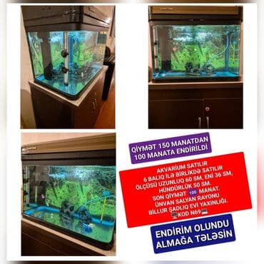 karpat ana arı: Akvarium satılır – 6 balıq ilə birlikdə. Xüsusiyyətlər: - Ölçü — 1