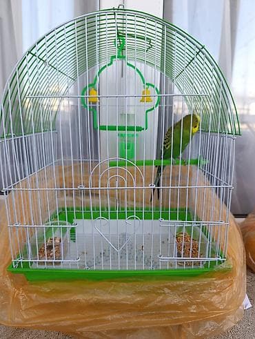 heyvanlar ucun mallar: Bir ədəd erkək papuqay + qəfəs təzədir bütün aksesuarları ilə birlikdə — 2