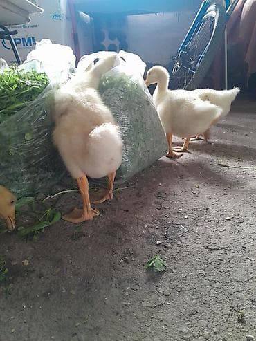 kənd colpası: Məhsul: Qaz balaları Təsvir: linda sortudur 30 günlük balalar uje — 3