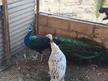 Pişiklər: Məhsul: Tavus quşu cütü - Növ: Hind tavus quşu (Peafowl) – erkək və — 1