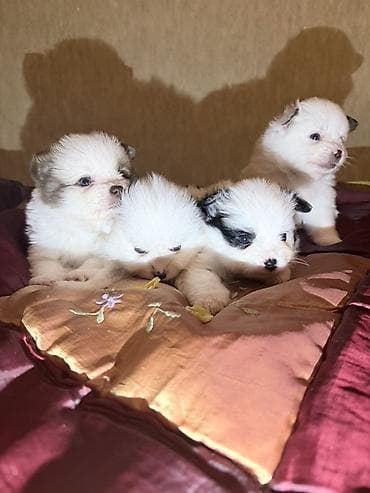 heyvanların cütləşməsi: Şpitz, 2 ay, Dişi — 5