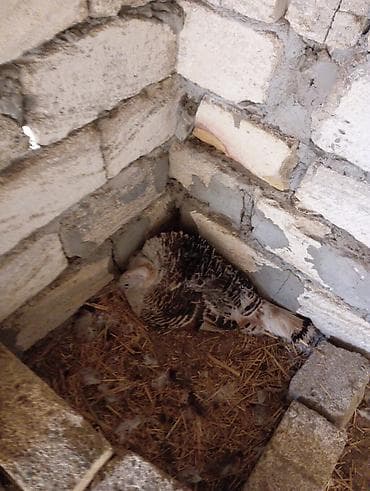 hind quslari: Dişi, Damazlıq, Ödənişli çatdırılma — 3