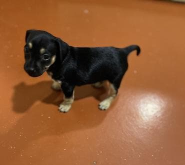 2 месяца — 1