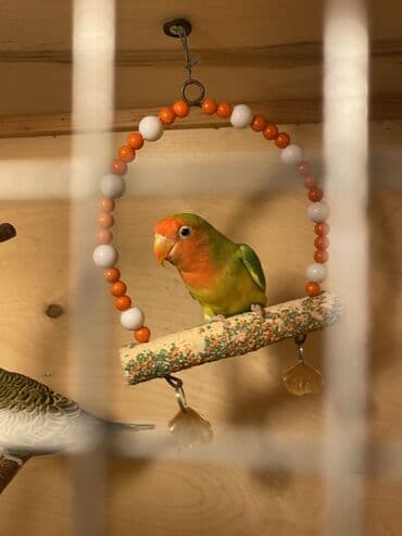 Alfa Romeo: Məhsul: Qəfəs üçün asma quş yelləncəyi və perch Təsvir: - Halqa — 1