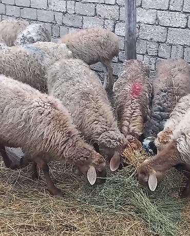 Dovşanlar: Salam tam saglam 21dene bogaz qoyun — 3