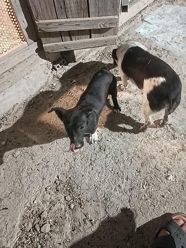 chappi it yemi: Zvanok satilir anadan gelme quyruqsuzdu.vacapla elaqeBalaca it balası — 1