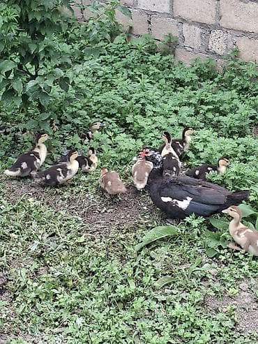 danışan quşlar: Muscovy (hindi) ördəkləri – ana ördək 12 balaları ilə - Cins — 1
